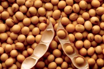 Trẻ ăn đậu nành, già tránh ung thư