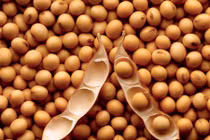 Trẻ ăn đậu nành, già tránh ung thư