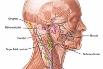 Ung thư hạch không di truyền