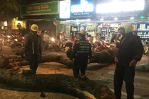 Cổ thụ đổ đè hàng tạp hóa, nhiều người kẹt bên trong