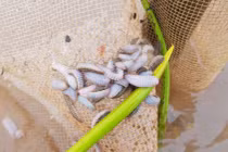 Cận cảnh "sinh vật lạ" ăn hàng chục ha ngao giống ở Ninh Bình