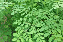 Bất ngờ tác dụng như thần dược phòng the của chùm ngây