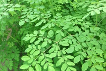 Bất ngờ tác dụng như thần dược phòng the của chùm ngây