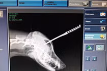 Chú chó trung thành bị dao găm vào đầu khi cương quyết bảo vệ chủ nhân