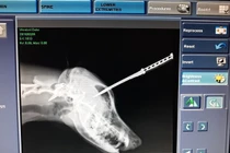 Chú chó trung thành bị dao găm vào đầu khi cương quyết bảo vệ chủ nhân