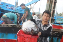 Ra biển săn cá ngừ, về làng xây nhan nhản biệt thự tiền tỉ