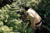 Du xuân ở Tam Đảo, cặp vợ chồng lao xe máy xuống vực mất tích