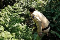 Du xuân ở Tam Đảo, cặp vợ chồng lao xe máy xuống vực mất tích