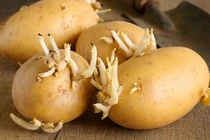 Vì sao ăn khoai tây mọc mầm có thể gây ngộ độc?