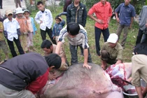 Những vụ ngộ độc thịt trâu khiến hàng loạt người nhập viện