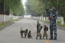 Trung Quốc huấn luyện chó, khỉ, đại bàng cho duyệt binh 3/9