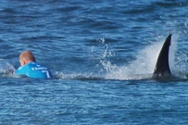 Video: Cá mập tấn công vận động viên lướt sóng