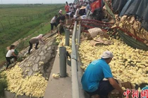 Xe chở gà lật ngửa, dân nháo nhào chạy ra hôi của 