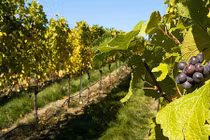 Ngắm những vườn nho tuyệt đẹp trên thế giới 