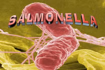Ngộ độc cơm gà 358 người nhập viện, vi khuẩn Salmonella nguy hiểm sao?