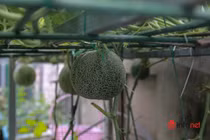 Bất ngờ trước “trang trại mini” trân sân thượng giữa lòng Hà Nội