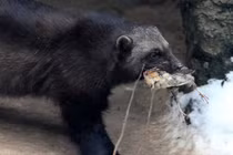 Kỳ lạ cách tấn công của những loài động vật hôi nhất thế giới