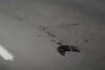 Xác chim rải rác khắp thành phố có nhà máy điện hạt nhân Nga