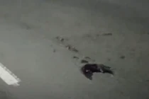 Xác chim rải rác khắp thành phố có nhà máy điện hạt nhân Nga