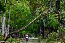 Bão chỉ cấp 8-9, vì sao 15.000 cây xanh tại Huế gãy đổ?