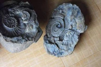 Tây Nguyên từng là biển do mới phát hiện hoá thạch ở Gia Lai