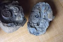 Tây Nguyên từng là biển do mới phát hiện hoá thạch ở Gia Lai