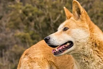 Cách chọn “Tứ đại Quốc khuyển” Việt Nam để tránh hàng fake