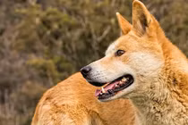 Cách chọn “Tứ đại Quốc khuyển” Việt Nam để tránh hàng fake