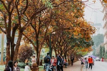 Có một 'con đường tình yêu' bên trong trường ĐH Sư phạm Hà Nội mỗi dịp đông về