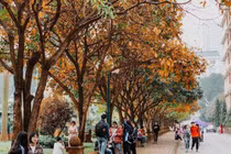 Có một 'con đường tình yêu' bên trong trường ĐH Sư phạm Hà Nội mỗi dịp đông về