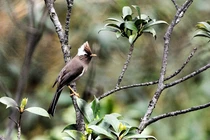 Những loài chim quý hiếm qua ống kính của nhà hoạt động môi trường