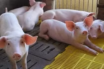 Giá thịt heo hôm nay thứ Ba 23/6/2020: Quay đầu tăng trở lại