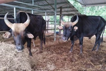 Bò tót trơ xương Vườn QG Phước Bình: Chủ tịch Ninh Thuận chỉ đạo giải cứu ngay