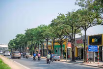 Dân Thủ đô “sốc” mùi hoa sữa giữa mùa hè, chuyên gia lý giải nguyên nhân