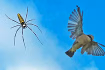 Tuyệt chiêu giăng "thiên la địa võng" săn mồi của nhện khổng lồ Nephila