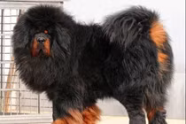 Top 10 loài chó có trọng lượng “khủng” nhất thế giới