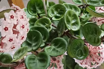 Cây cảnh sinh tài lộc, hương thơm ngọt ngào, nở hoa 3 mùa