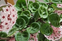 Cây cảnh sinh tài lộc, hương thơm ngọt ngào, nở hoa 3 mùa