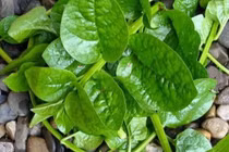 Rau mồng tơi mát, bổ nhưng 4 nhóm người này không nên ăn