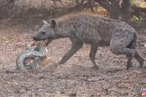 Linh cẩu liều lĩnh cướp mồi ngay trước miệng của trăn ‘khủng’