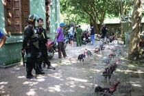 Đá gà ăn tiền ở ngôi nhà hoang, cảnh sát tóm gọn hàng chục "con bạc"