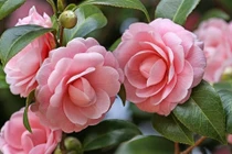 Sinh vào ngày Âm lịch này ở hiền gặp lành, con cái hưởng phúc