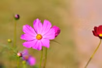 Ngày sinh Âm lịch kết thúc bằng số này trung niên phát lộc 