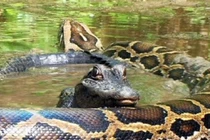 Video: Trăn khổng lồ bất ngờ tha chết cho cá sấu 