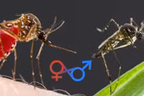 Vì sao con đực lớn hơn con cái ở hầu hết động vật có vú?