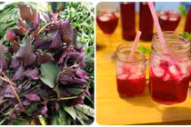 Loại rau mọc đầy ở vùng quê nhưng chống ung thư cực tốt