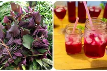 Loại rau mọc đầy ở vùng quê nhưng chống ung thư cực tốt