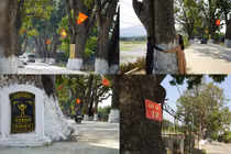 Hàng xà cừ cổ thụ trăm tuổi ở Thanh Hóa, cây cao nhất 40m