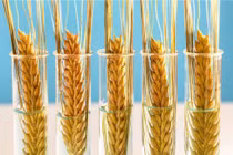 Lúa mì BĐG chịu hạn được nhiều quốc gia trên thế giới chấp thuận