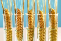 Lúa mì BĐG chịu hạn được nhiều quốc gia trên thế giới chấp thuận